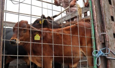 Entregó el gobierno de Jiutepec  apoyos a productores pecuarios