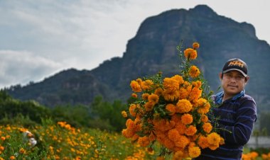 De forma masiva, se vende ya la flor de cempoazúchitl