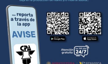 Lanzan alerta ante brote de influenza aviar en el Edomex