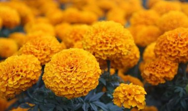 Vendedores de flores esperan  aumento del 50 por ciento en ventas