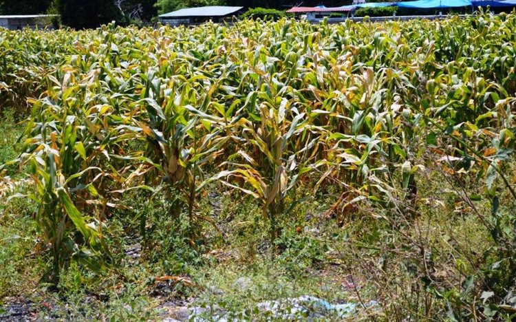 Productores de maíz y sorgo tuvieron perdidas de 30 por ciento por lluvias