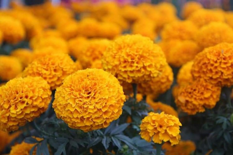 Vendedores de flores esperan  aumento del 50 por ciento en ventas