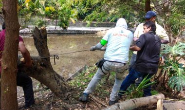 Podan árboles en el parque  Chapultepec por más seguridad