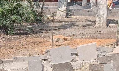 Denuncian tala en el Zócalo de Cuautla