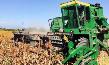 Temor entre sorgueros al no haber aún precio de garantía