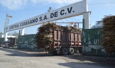 Cañeros de la entidad, con expectativa de exportación a los Estados Unidos