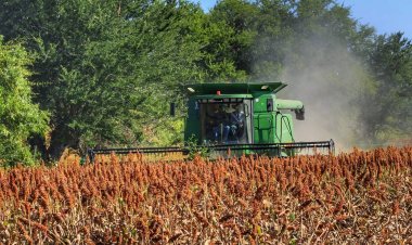Van por 140 tons. en trilla de sorgo en zona Oriente