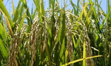 No se detiene la baja en producción de arroz