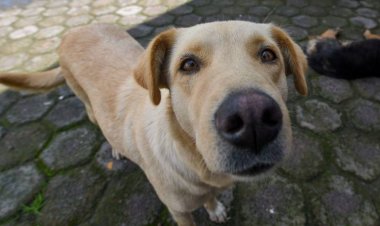 Ofrece Cuautla esterilización de mascotas, pero a 150 pesos
