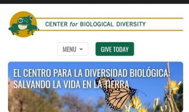 Venta de pericos frente naranja en 500 dlls. en Cuernavaca es denunciada