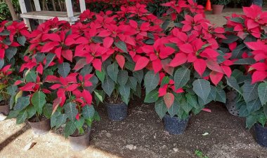 Productores de nochebuena  se preparan para la temporada