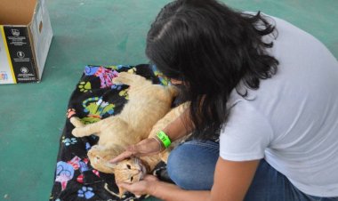 Ante la proliferación de animales callejeros, Hueyapan los esteriliza