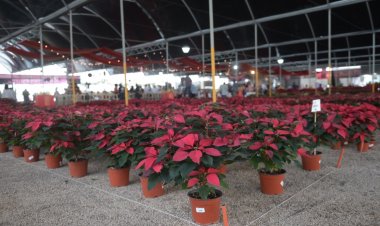 Ahora, la nochebuena deberá  venderse a un precio más caro