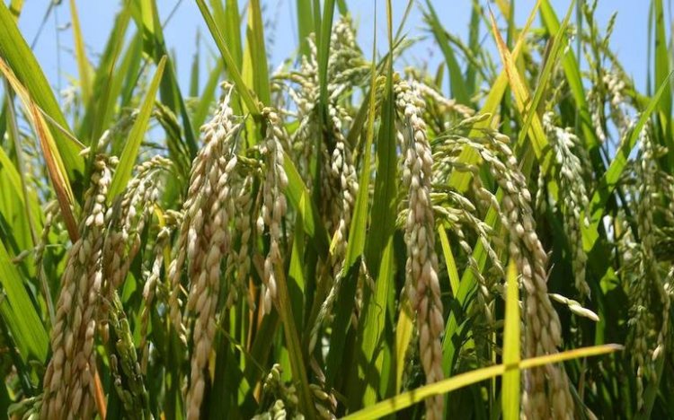 No se detiene la baja en producción de arroz