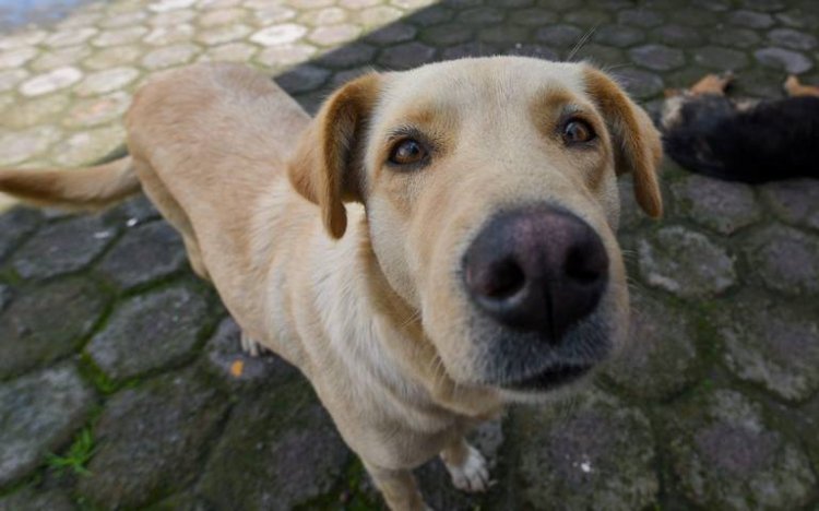 Ofrece Cuautla esterilización de mascotas, pero a 150 pesos