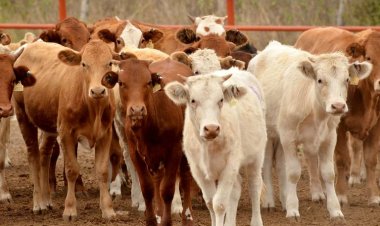 El abigeato debe ser castigado con mayor dureza: ganaderos