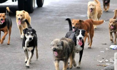 Ya ven resultados por esterilización de animales callejeros en Cuautla