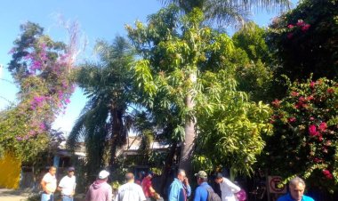 Denunciarán al Ayto. de Cuautla de ecocidio por poda de árboles