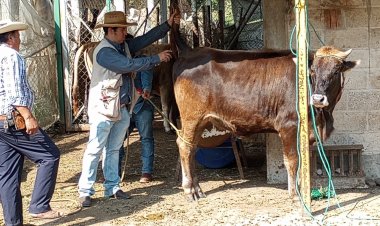 Jiutepec ya es municipio libre de brucelosis y tuberculosis bovina