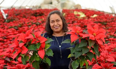 A buenos precios sigue la venta de la Noche Buena en viveros de la capital