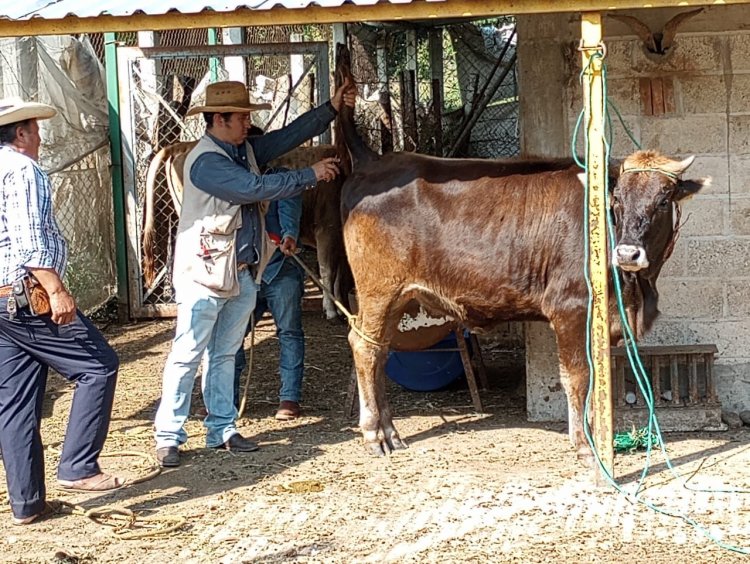 Jiutepec ya es municipio libre de brucelosis y tuberculosis bovina