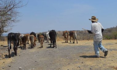 Abigeato y robo a casas, dolores de cabeza para la gente de Jantetelco