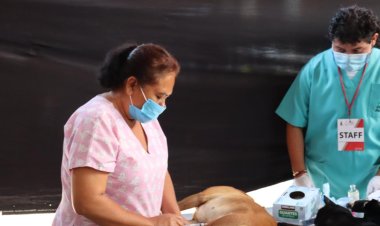 Este viernes, se operaron a 100 mascotas en Jiutepec
