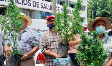 Plan Tetecala promoverá el uso de la cannabis en festivales del estado
