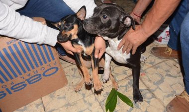 Hay alerta por creciente rabia  a fin de atajar su llegada aquí