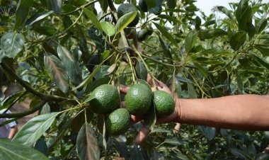El aguacate morelense ya está  conquistando Asia, entre otros