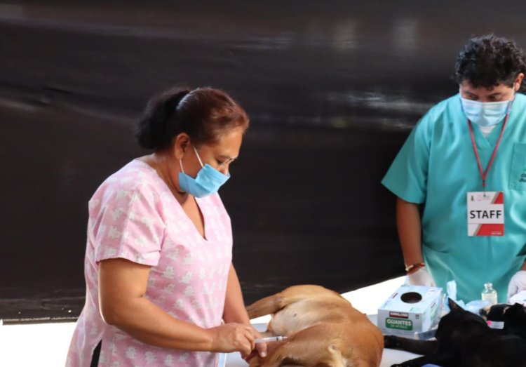 Este viernes, se operaron a 100 mascotas en Jiutepec