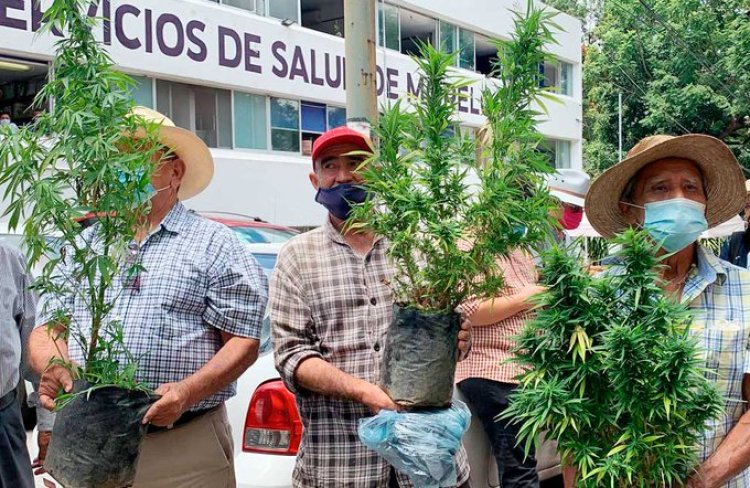 Plan Tetecala promoverá el uso de la cannabis en festivales del estado