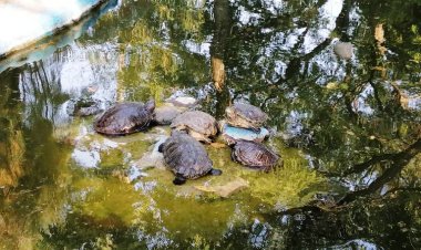Frío es una amenaza en el único tortugario en Morelos