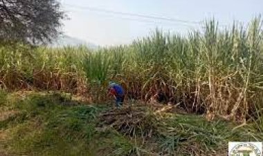 Promueve la Secretaría de Desarrollo agropecuario corte de caña sin quema