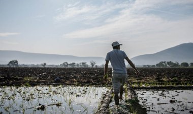 30 por ciento de tierras productivas no se siembra en la entidad