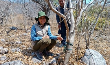 Se protege a pequeños felinos en la Sierra Monte Negro con vacunación