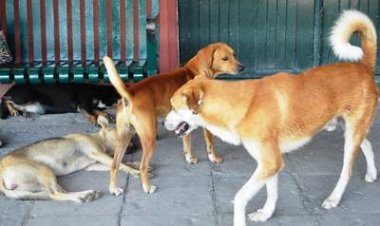 Denuncian en Cuautla mucho maltrato a los animales y una grande impunidad