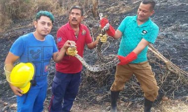 Atrapan a reptil que atemorizaba  a población de escuela en Ayala