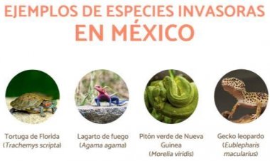 Promueven la UAEM y Coesbio la contención de especies invasoras
