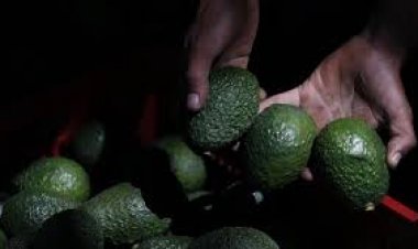 En riesgo, muchos cultivos  por la falta de mano de obra