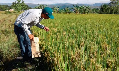 Impulsa Sader reactivación productiva del cultivo de arroz en el estado de Morelos