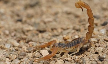 Extremar precauciones para evitar la picadura de alacranes  por temporada de calor