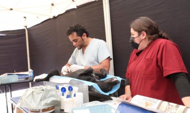 A cuidar a los animales de compañía  pide a la sociedad, gobierno de Jiutepec