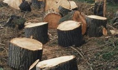 Alarmante, la tala indiscriminada en los bosques de Huitzilac: Semarnat