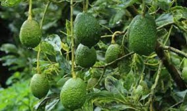 Entrega gobierno de Cuautla, abono  orgánico a productores de aguacate