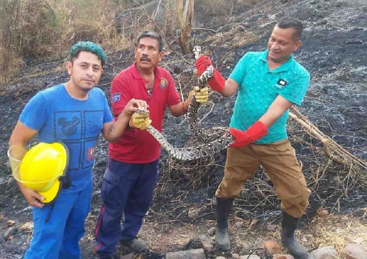 Atrapan a reptil que atemorizaba  a población de escuela en Ayala