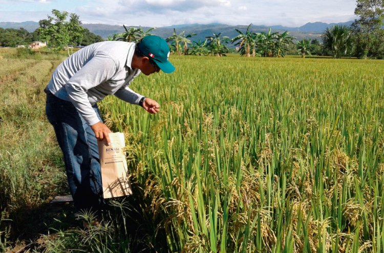 Impulsa Sader reactivación productiva del cultivo de arroz en el estado de Morelos