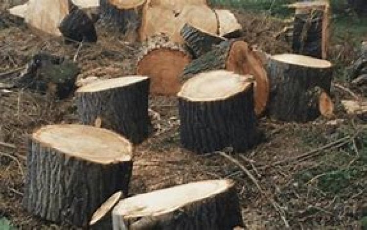 Alarmante, la tala indiscriminada en los bosques de Huitzilac: Semarnat
