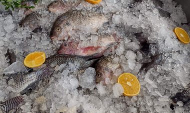 No subieron precio de pescados y mariscos, según aseguran los comerciantes del ALM