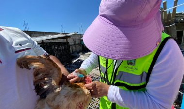 Se mantendrán acciones para evitar llegada de la gripe aviar